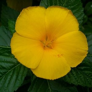 Meet your Posher, Drucilla